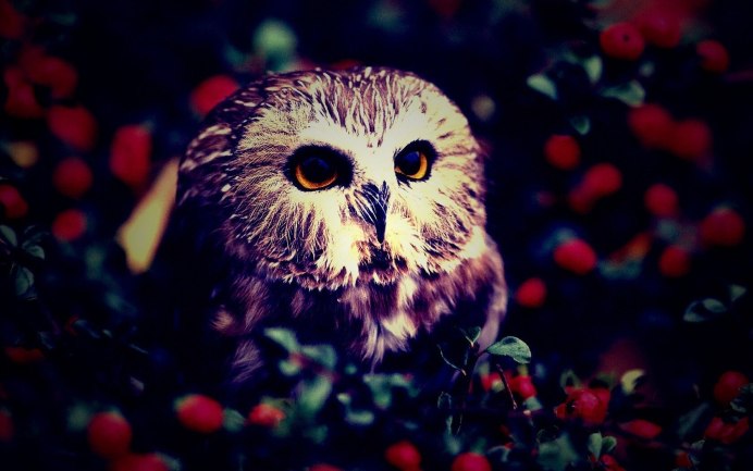 Злая ушастая Сова