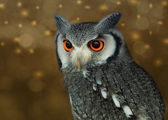 Маленькая Сова