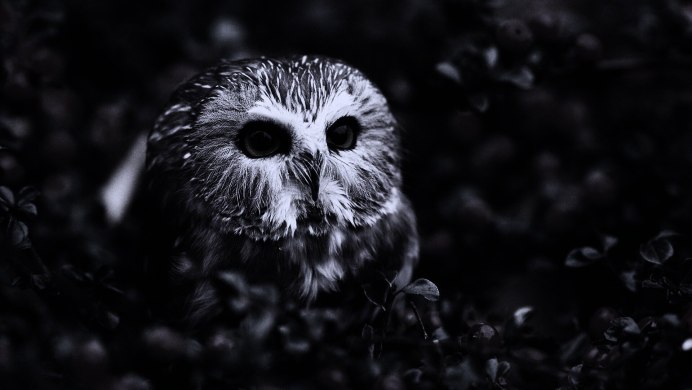 Обои на рабочий стол 1920х1080 Сова