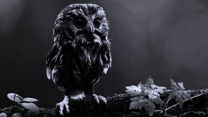 Сова черно белая