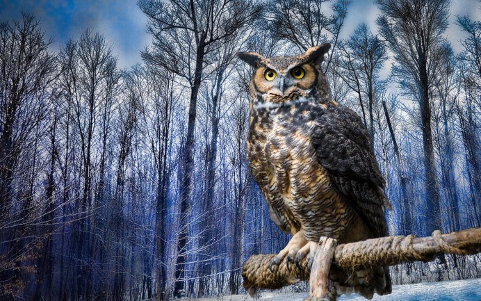 Домовый Сыч