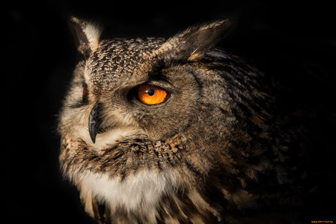 Ушастая Сова глаза