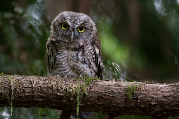 Карликовая Сова