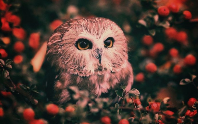 Хмурая Сова