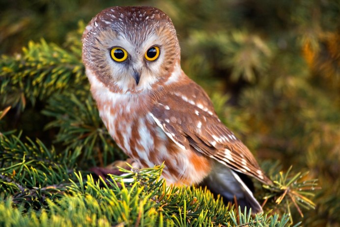 Картинки на рабочий стол Сова