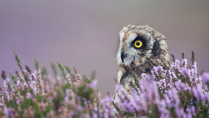 Красивые картинки на рабочий стол