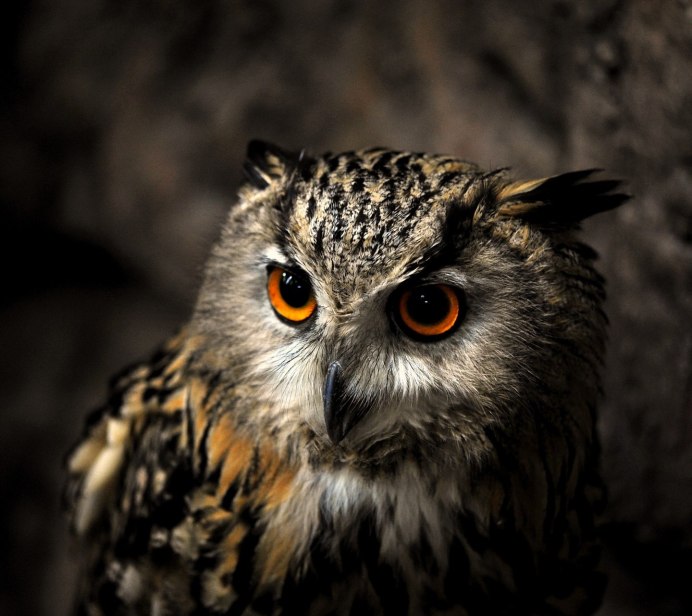 Птица выглядывает из за угла