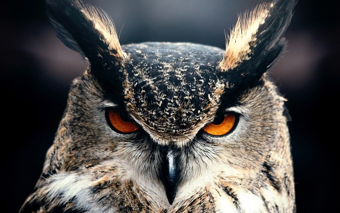 Заставка на рабочий стол Сова