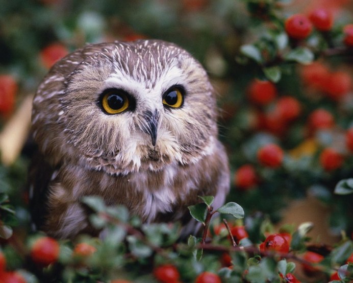 Байгуш Сова