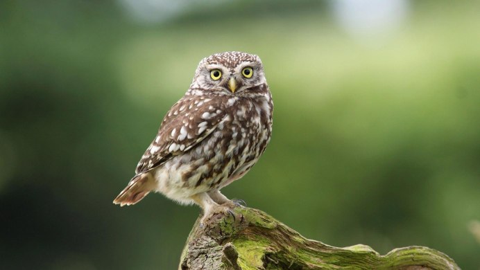 Белолицая совка