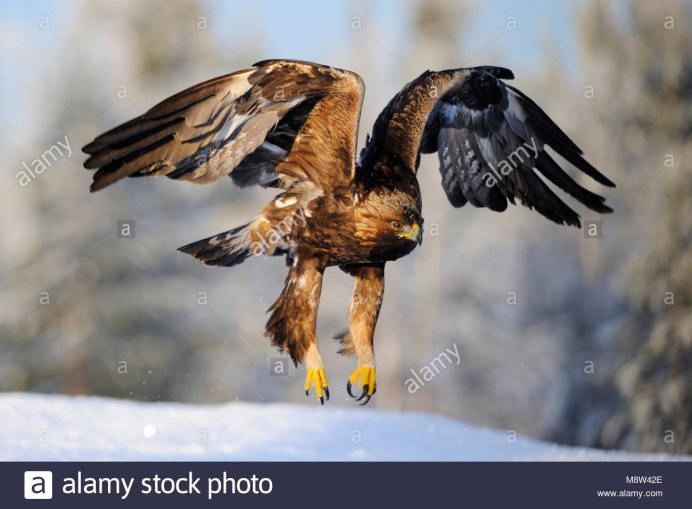 Гарпия птица когти