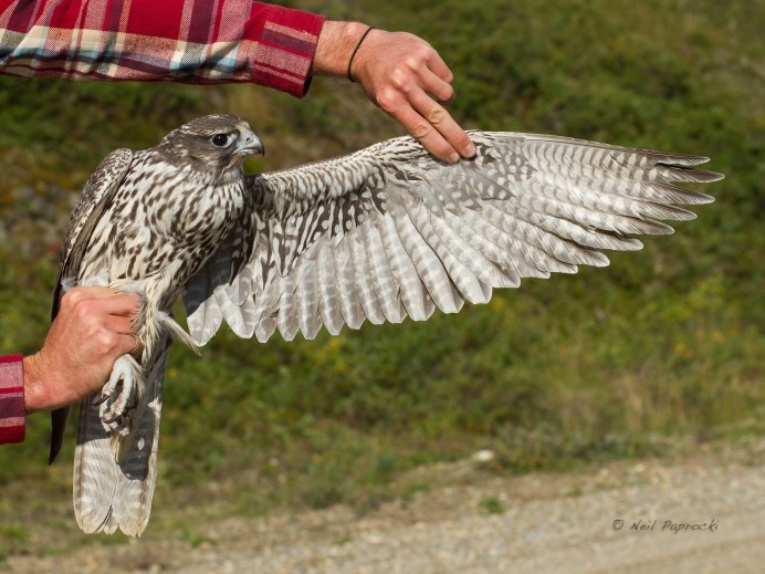 Кондор Андский Беркут