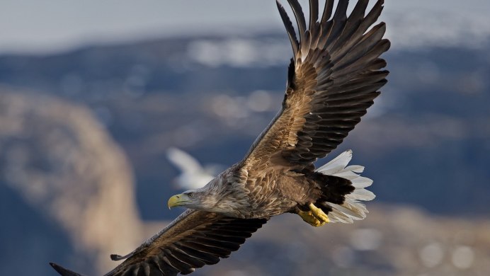 Африканский Орлан Крикун