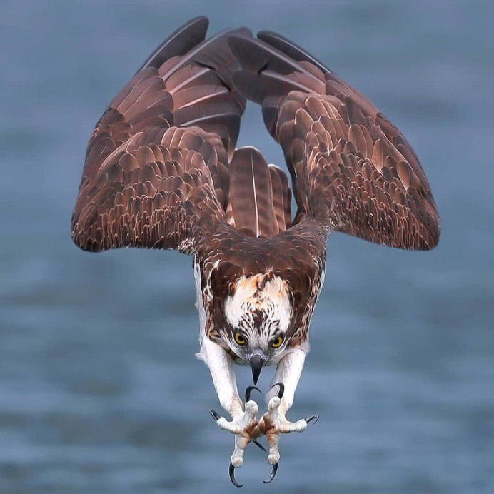 Орлы Соколы Ястребы коршуны