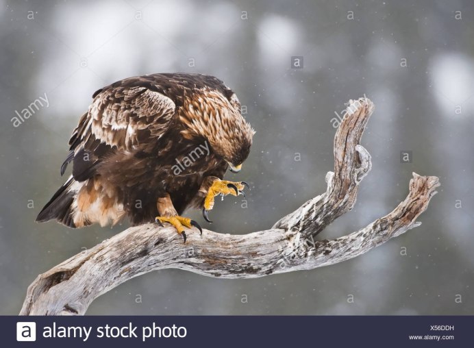 Белоголовый Орлан когти