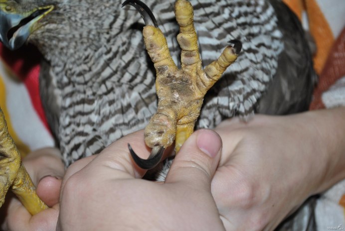 Орел охотится