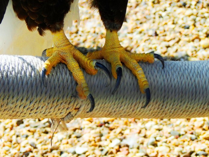 Материк Америка похожа на орла с когтями