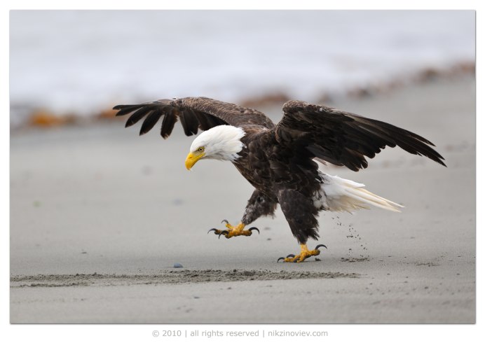 Белоголовый Орел Африкан