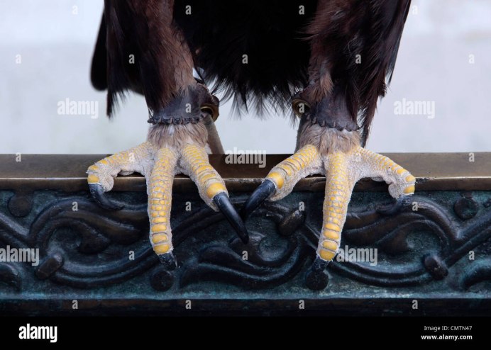 Когти дневных хищных птиц