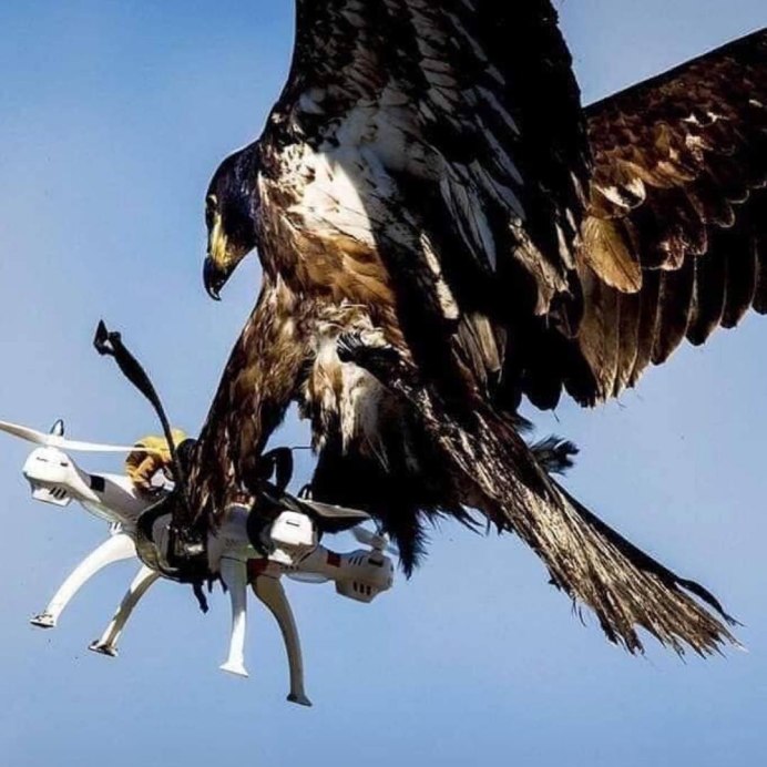 Орел Беркут когти