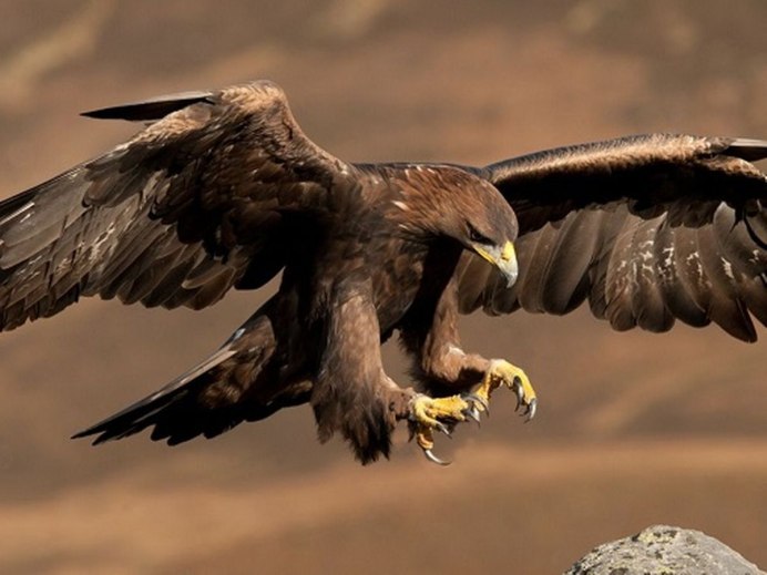 Маникюр в форме когтей дракона