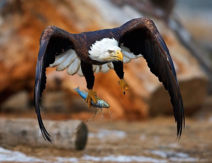 Белоголовый Орлан атака