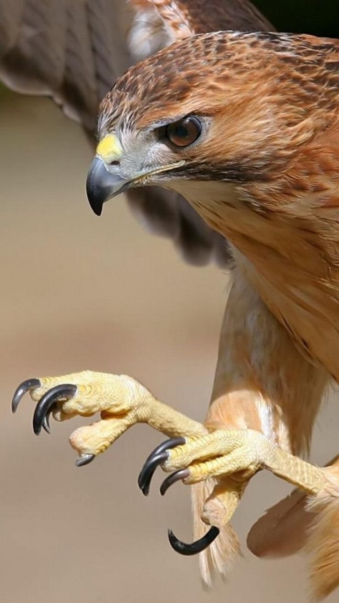 Южноамериканская Гарпия когти