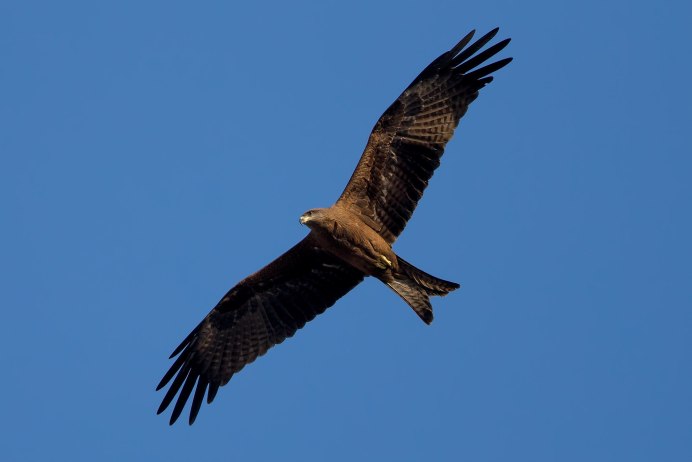 Лапа орла Беркута