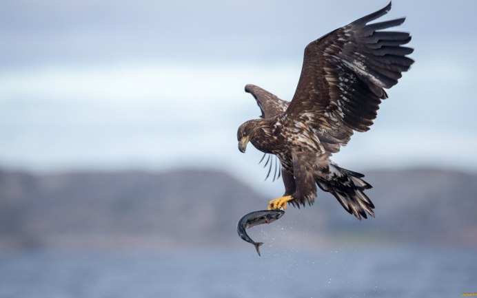 Ту-300 Коршун