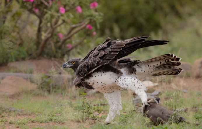 Беркут птица когти