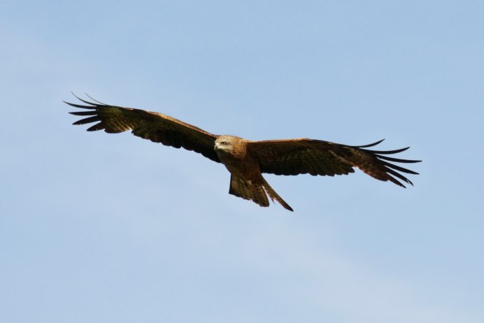 Орлан Орел Коршун с мясом