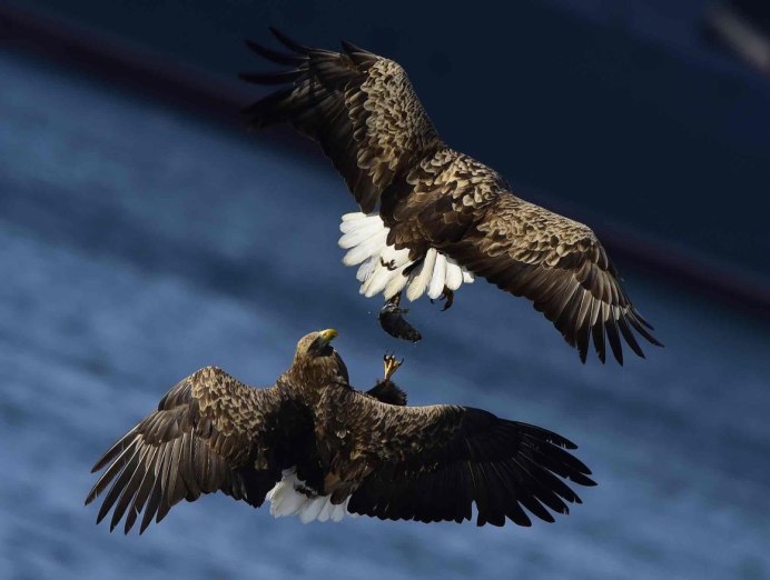 Орлан Орел Коршун