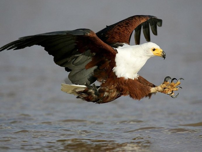 Драка Орлов