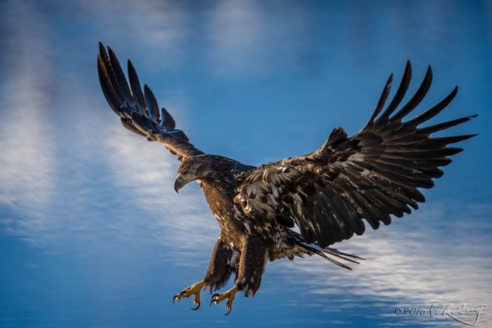 Белоголовый Орлан когти