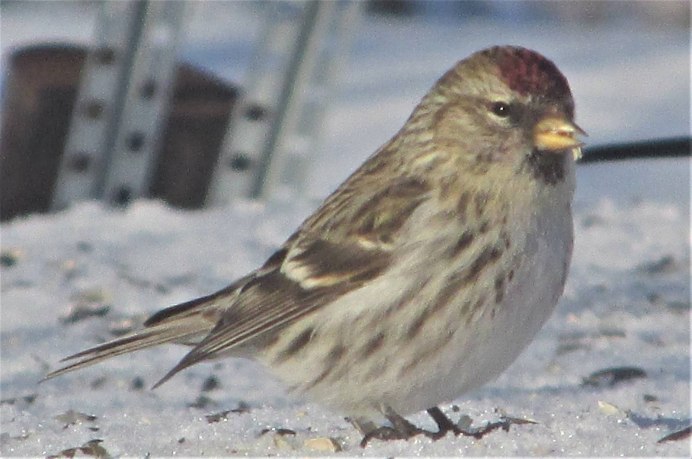 Чечётка (обыкновенная чечётка) (Acanthis flammea (Carduelis flammea))