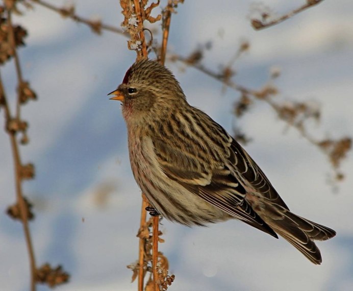The Arctic Redpoll or hoary Redpoll (Acanthis hornemanni)