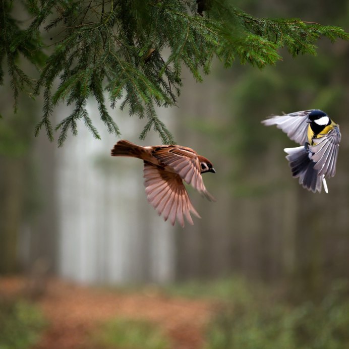 Дрозд крапивник