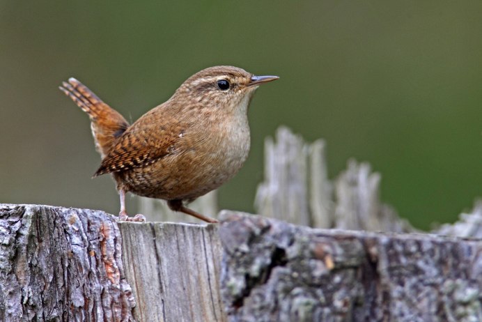 Ангольская Питта птица