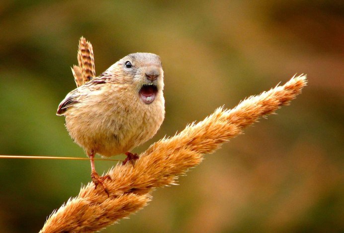 Птенец королька