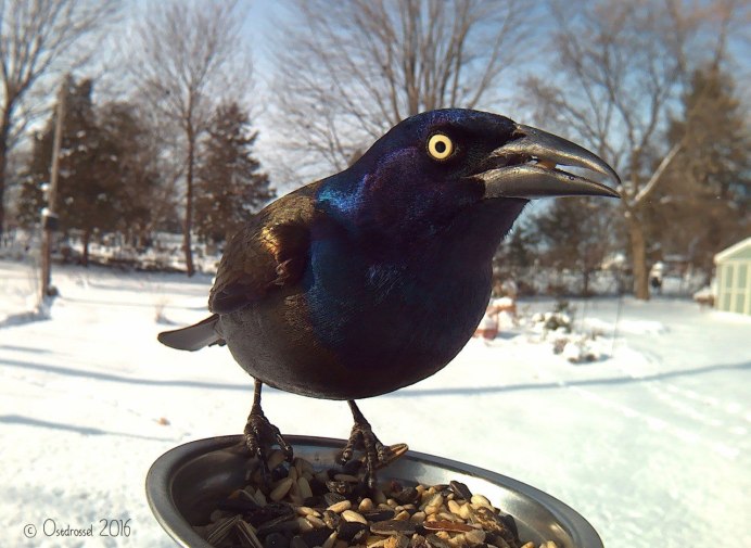 Синяя птица на ветке