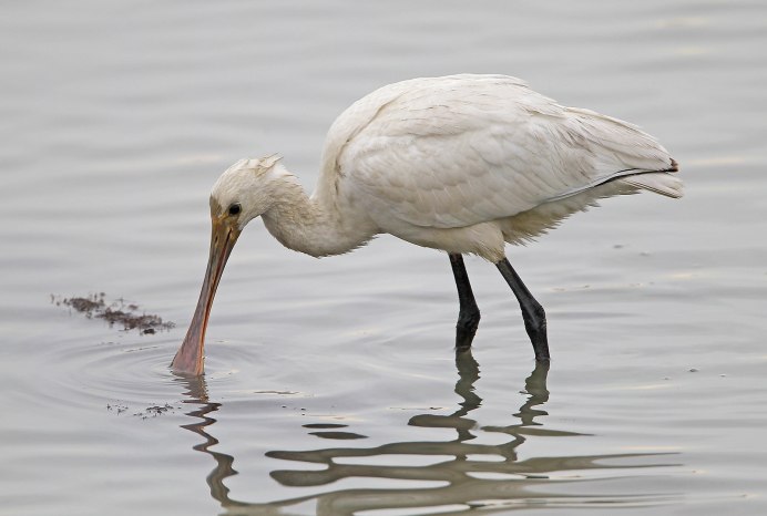 Колпица в Астраханском заповеднике