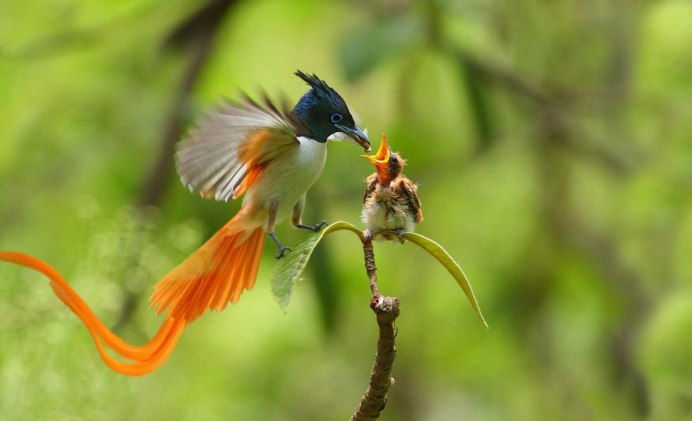 Луговой конек птица