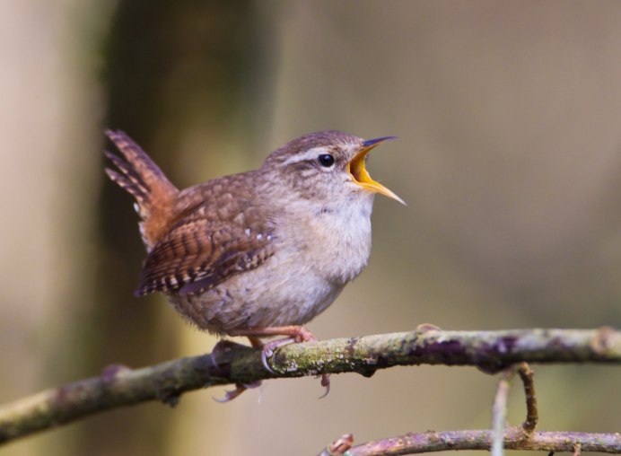 Милые птички