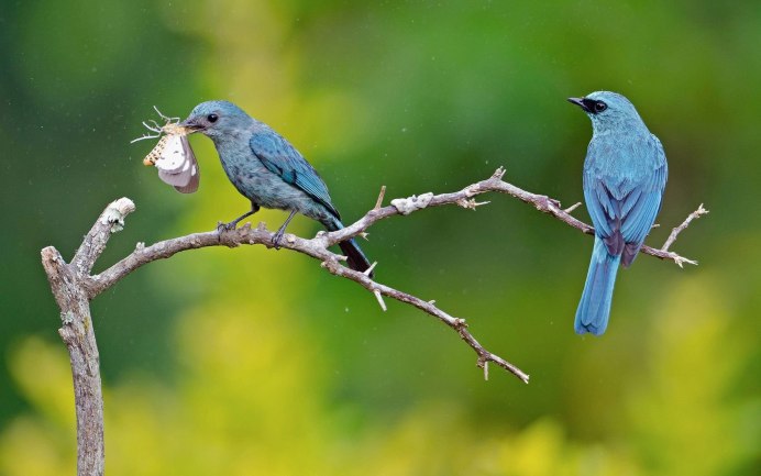 Электронасос el.Pal.cerpadlo-kompl 2070710034