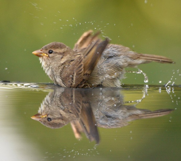 Певчие воробьиные