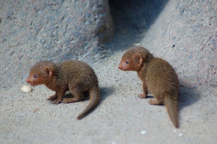 Королевский Мангуст