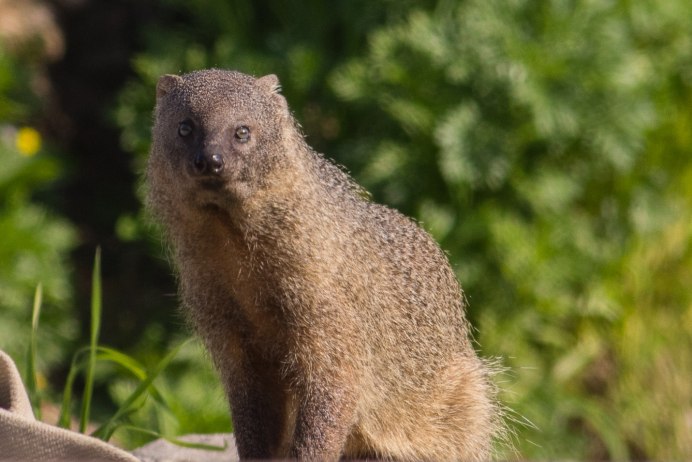 Королевский Мангуст