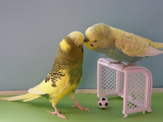 Волнистый попугай смешной