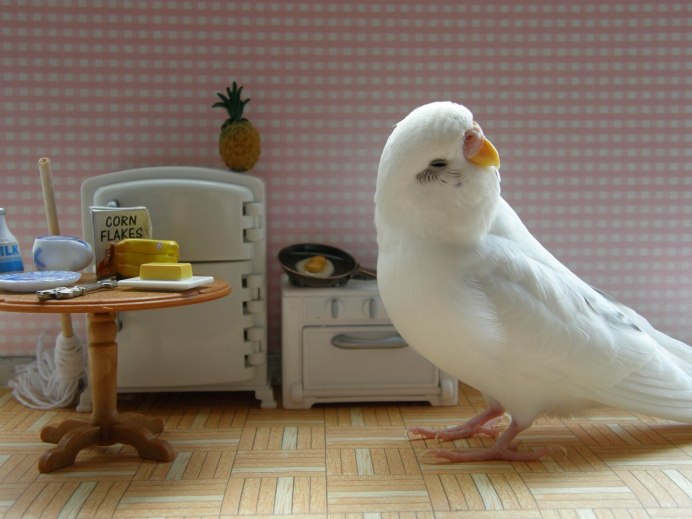 Волнистый попугай на скейте