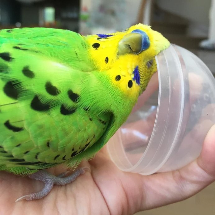 Волнистый попугай смешной